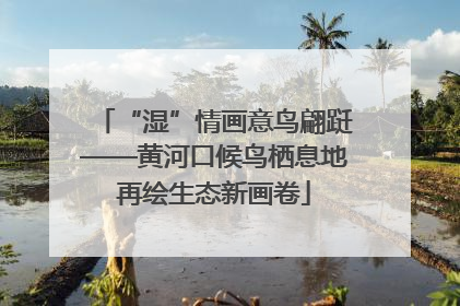“湿”情画意鸟翩跹——黄河口候鸟栖息地再绘生态新画卷