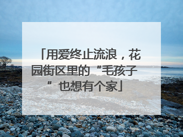 用爱终止流浪，花园街区里的“毛孩子”也想有个家