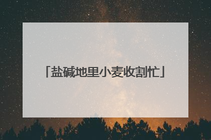 盐碱地里小麦收割忙