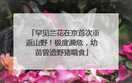 罕见兰花在京首次重返山野！极度濒危，幼苗曾遭野猪啃食