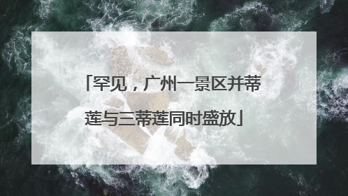 罕见，广州一景区并蒂莲与三蒂莲同时盛放