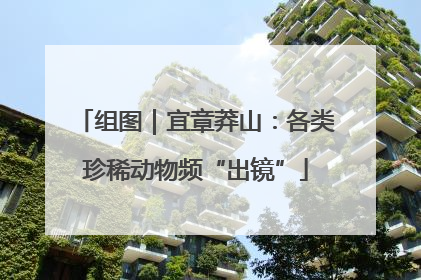 组图｜宜章莽山：各类珍稀动物频“出镜”