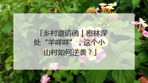 乡村邀请函｜密林深处“羊咩咩”，这个小山村如何逆袭？