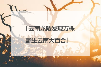 云南龙陵发现万株野生云南大百合