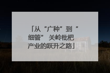 从“广种”到“细管” 关岭枇杷产业的跃升之路