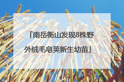 南岳衡山发现8株野外绒毛皂荚新生幼苗