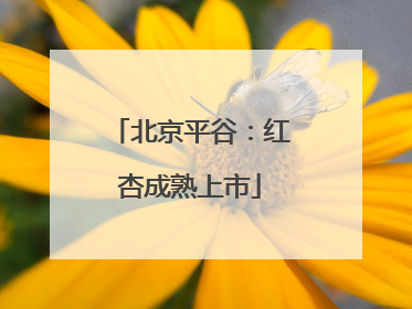 北京平谷：红杏成熟上市