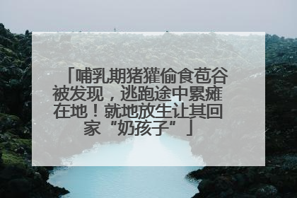 哺乳期猪獾偷食苞谷被发现，逃跑途中累瘫在地！就地放生让其回家“奶孩子”