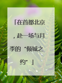 在首都北京，赴一场与月季的“倾城之约”