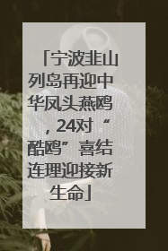 宁波韭山列岛再迎中华凤头燕鸥，24对“酷鸥”喜结连理迎接新生命