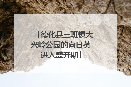 德化县三班镇大兴岭公园的向日葵进入盛开期