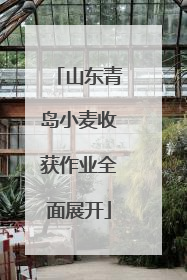山东青岛小麦收获作业全面展开