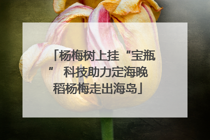 杨梅树上挂“宝瓶” 科技助力定海晚稻杨梅走出海岛