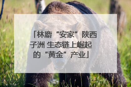 林麝“安家”陕西子洲 生态链上崛起的“黄金”产业
