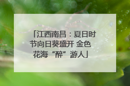 江西南昌：夏日时节向日葵盛开 金色花海“醉”游人