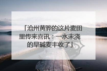 沧州黄骅的这片麦田里传来喜讯：一水未浇的旱碱麦丰收了