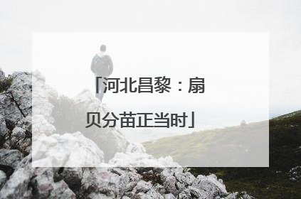 河北昌黎：扇贝分苗正当时