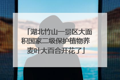 湖北竹山一景区大面积国家二级保护植物荞麦叶大百合开花了