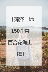 菏泽一地150余亩百合花海上线