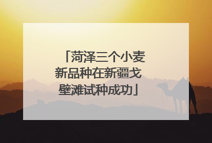 菏泽三个小麦新品种在新疆戈壁滩试种成功
