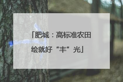 肥城：高标准农田绘就好“丰”光