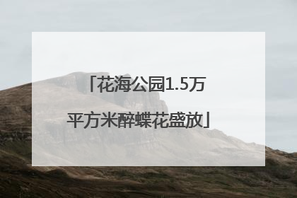 花海公园1.5万平方米醉蝶花盛放
