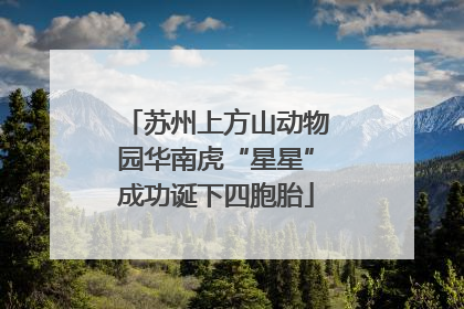 苏州上方山动物园华南虎“星星”成功诞下四胞胎