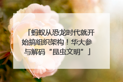 蚂蚁从恐龙时代就开始搞组织架构！华大参与解码“昆虫文明”