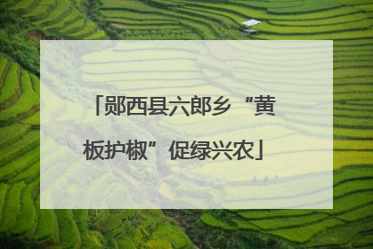 郧西县六郎乡“黄板护椒”促绿兴农