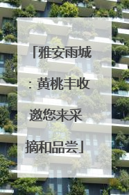 雅安雨城：黄桃丰收 邀您来采摘和品尝