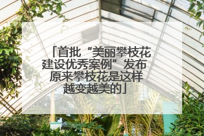首批“美丽攀枝花建设优秀案例”发布 原来攀枝花是这样越变越美的