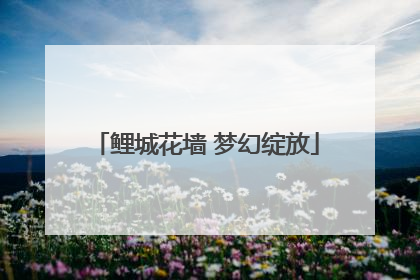 鲤城花墙 梦幻绽放