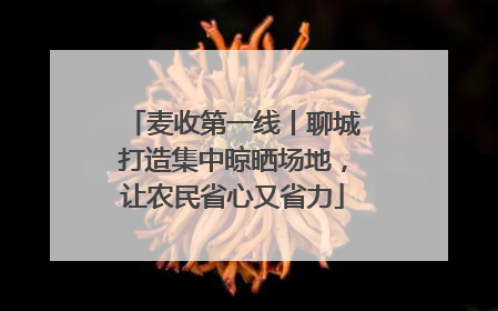 麦收第一线丨聊城打造集中晾晒场地，让农民省心又省力