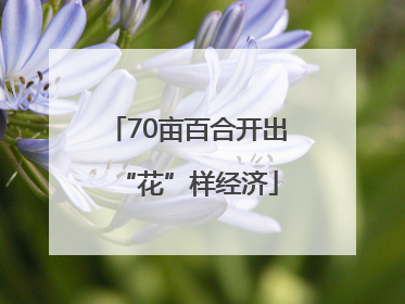 70亩百合开出“花”样经济